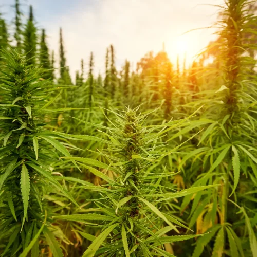 Medizinische-Cannabis-Plantage
